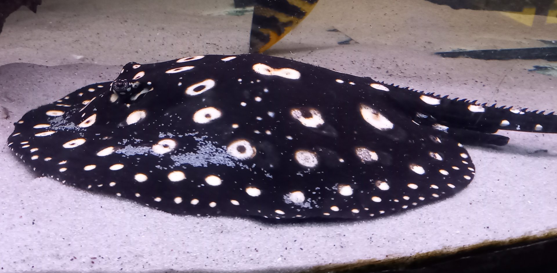 White-blotched river stingray - Potamotrygon leopoldi
