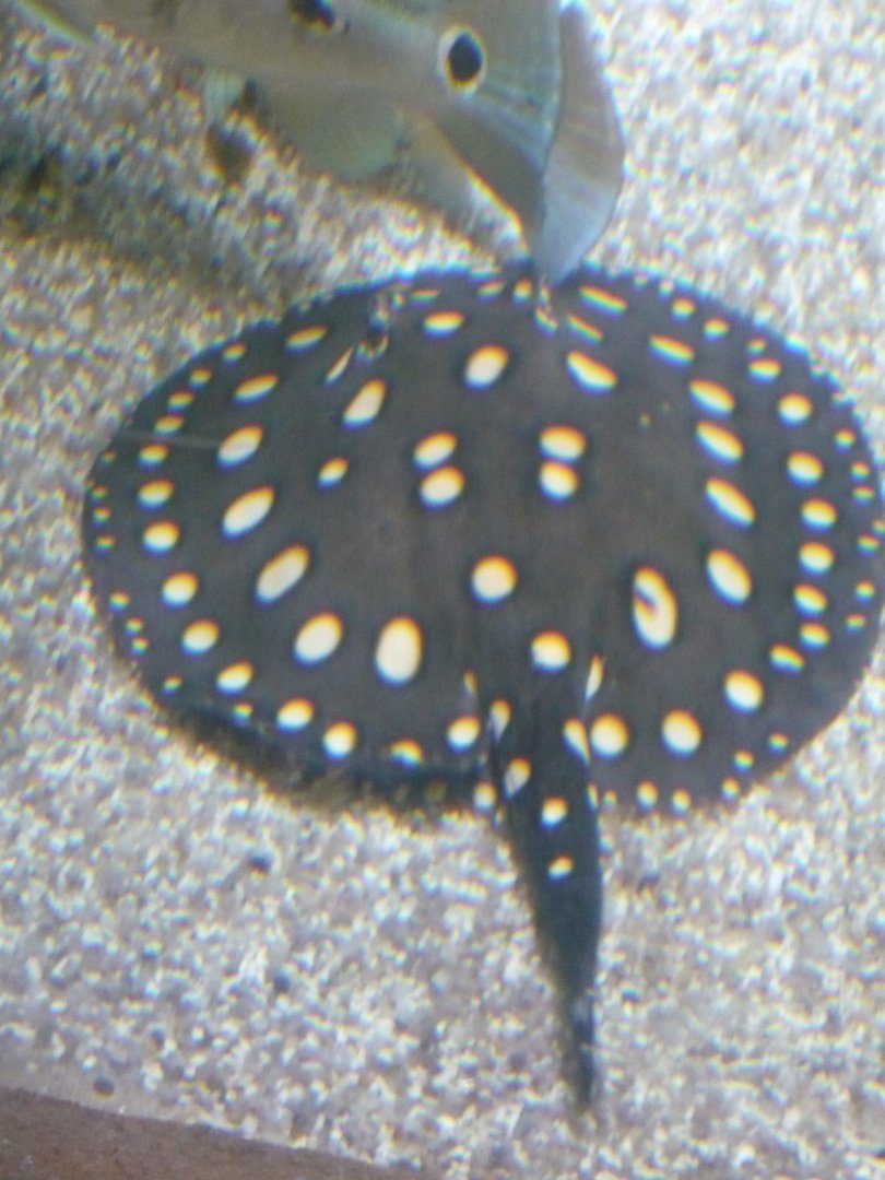 White-blotched river stingray