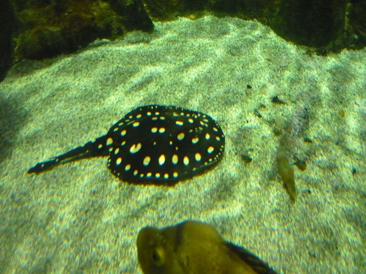 White-blotched river stingray