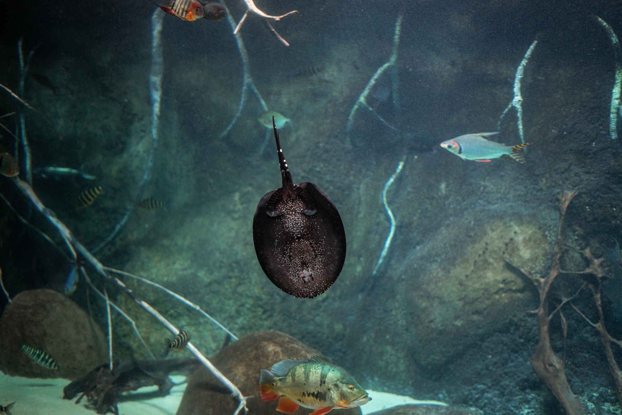 White-blotched river stingray