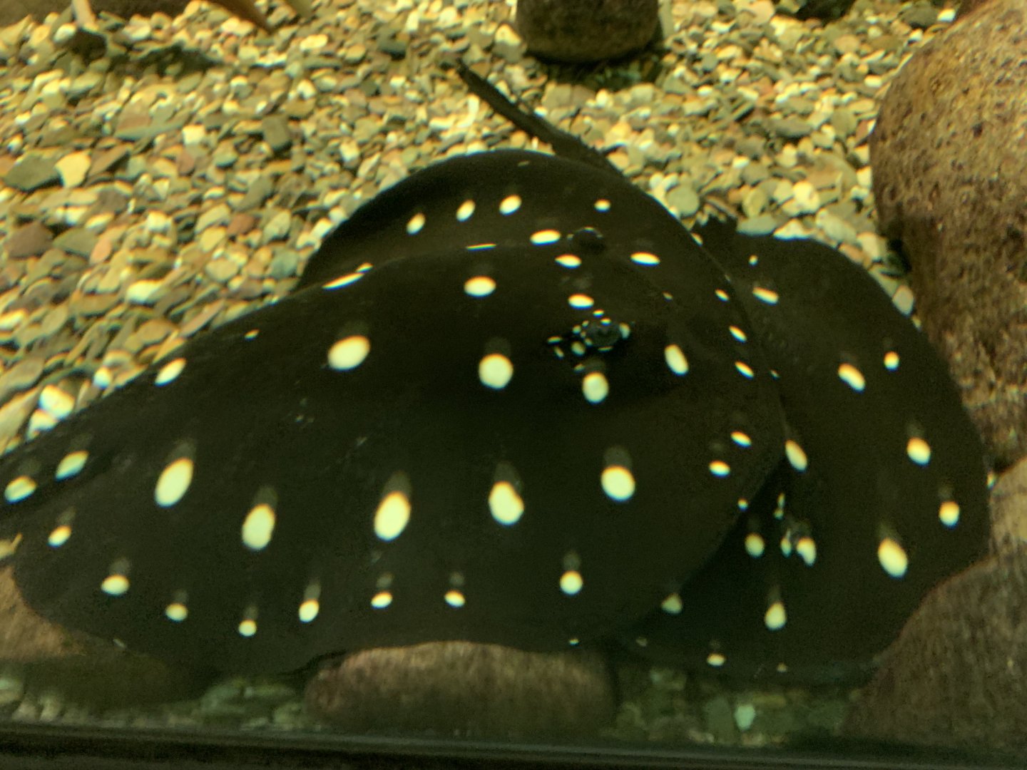 White-blotched river stingray