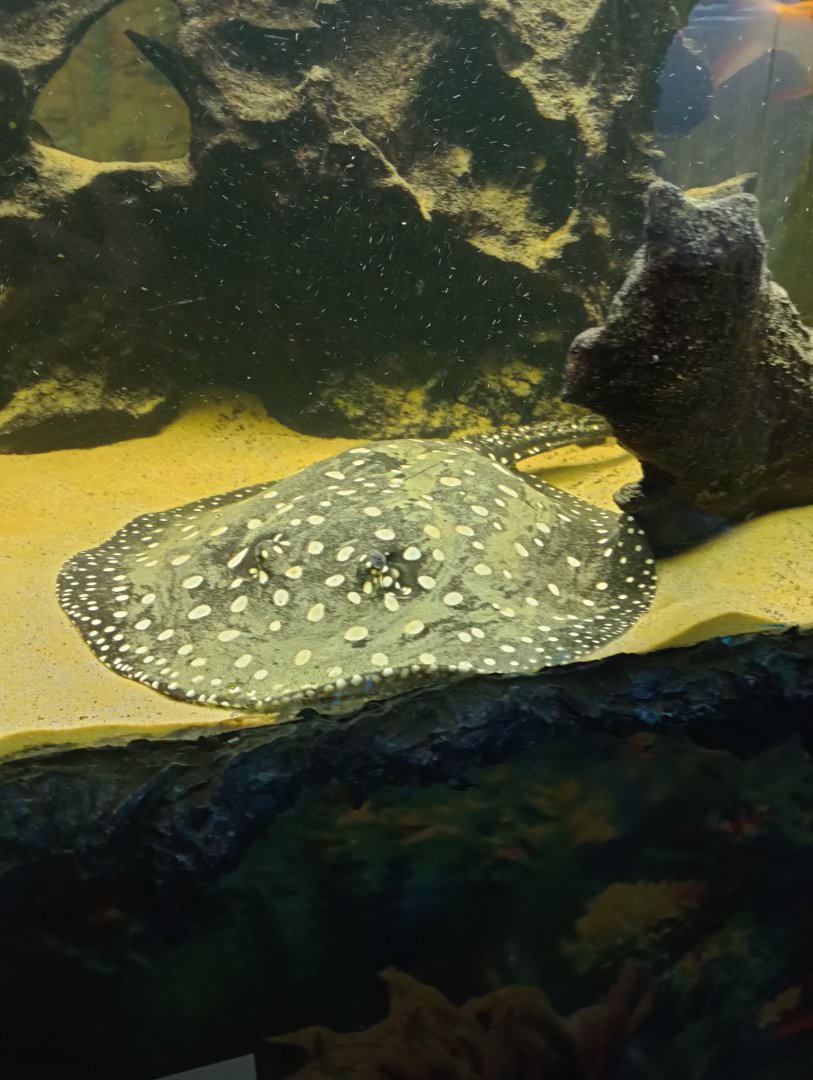 White-blotched river stingray