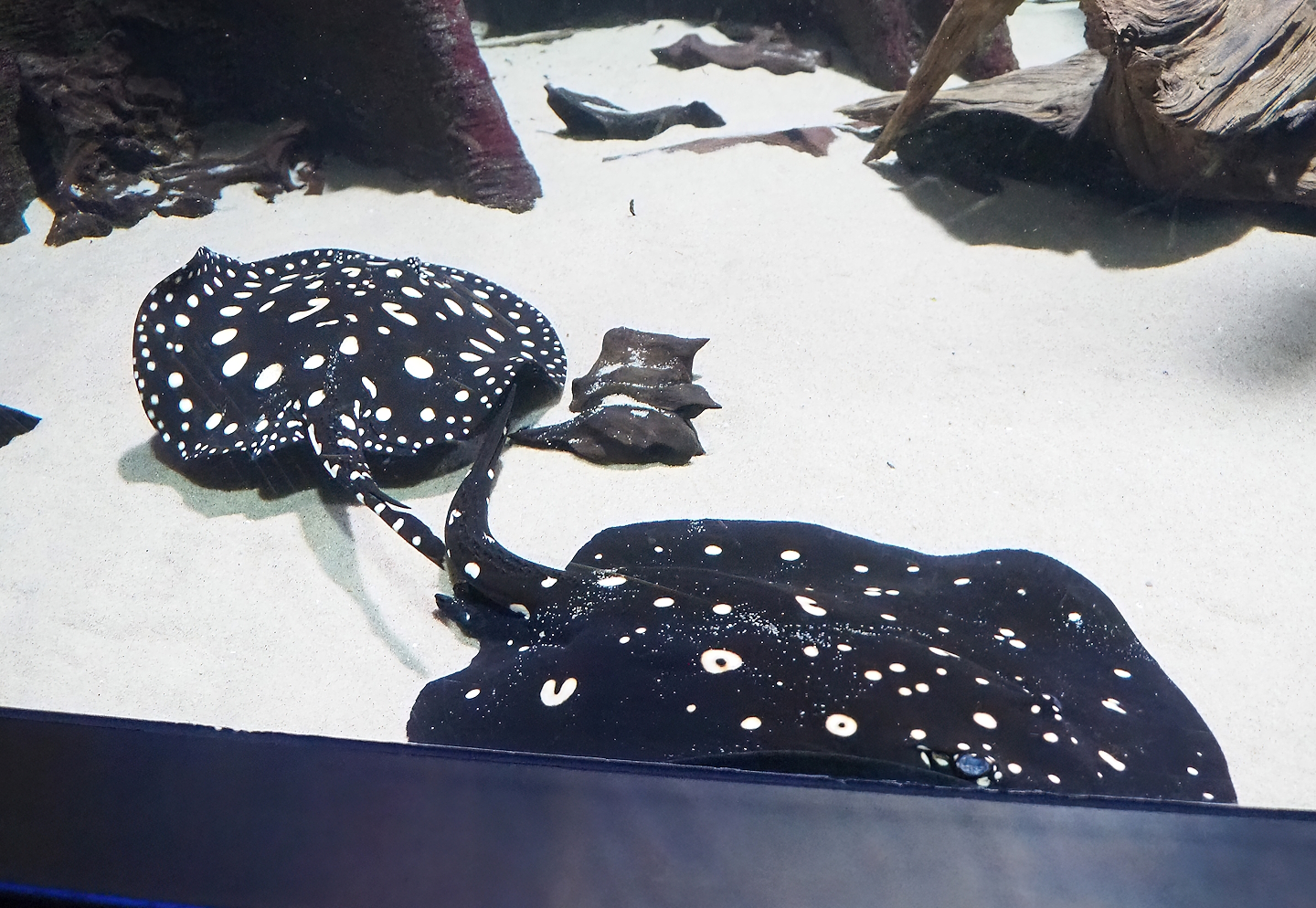 White-blotched river stingrays (Potamotrygon leopoldi), 2023-04-08