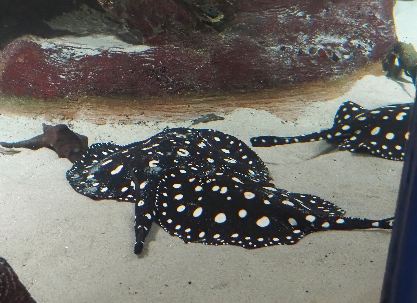 White-blotched river stingrays (Potamotrygon leopoldi), 2024-03-09