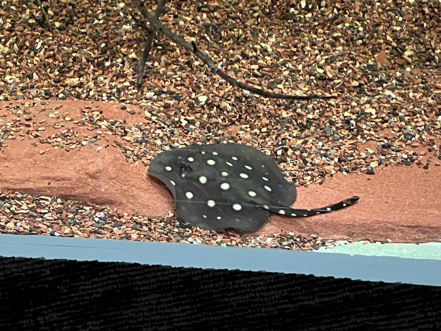White-blotches River Stingray