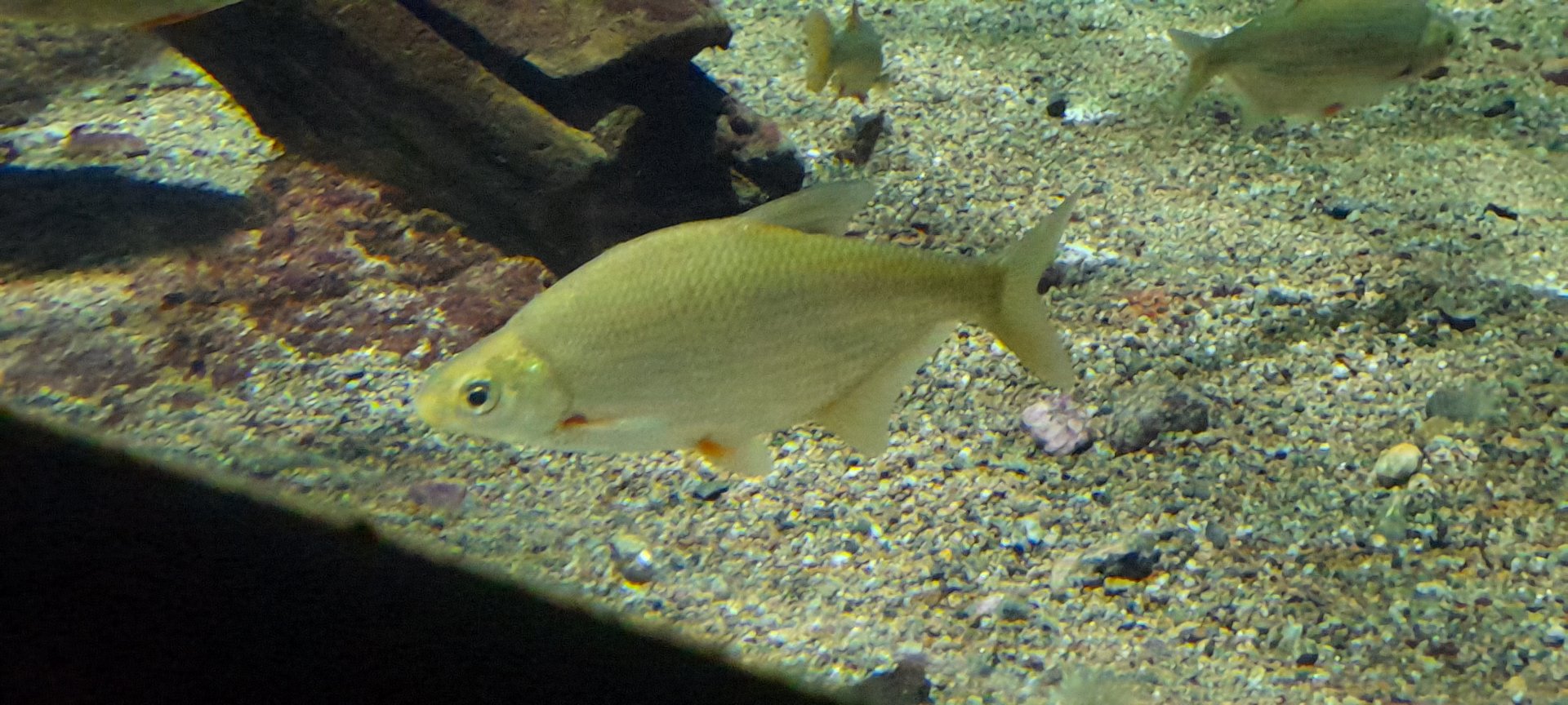White bream (Blicca bjoerkna)