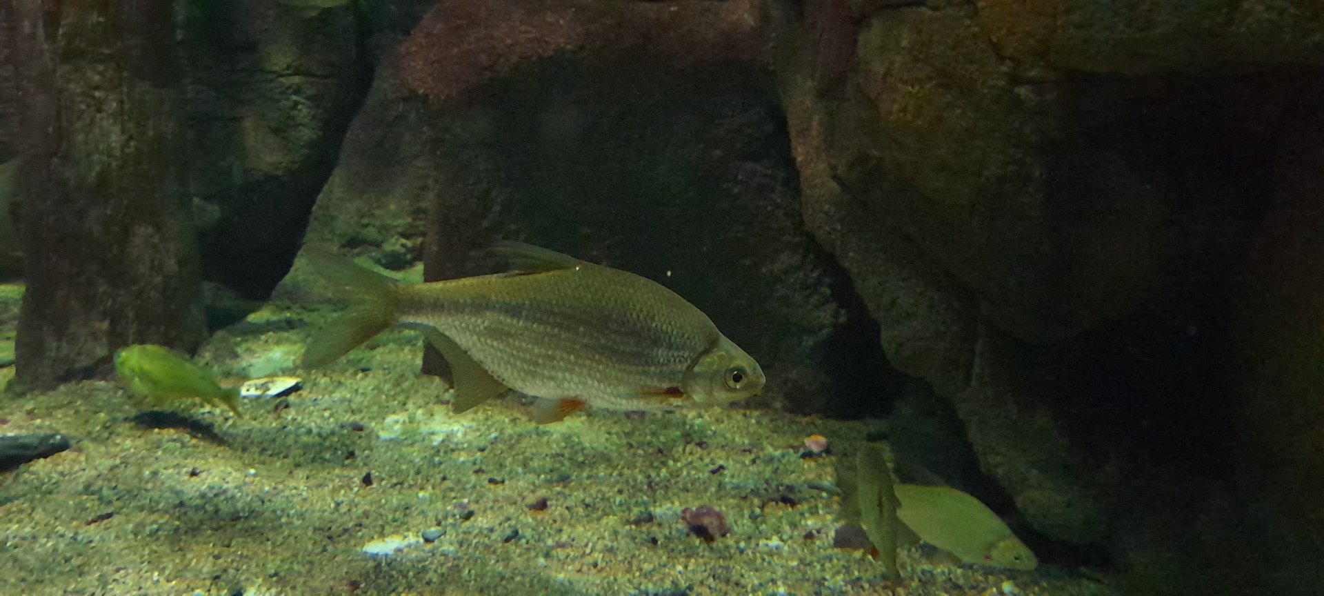 White bream (Blicca bjoerkna)