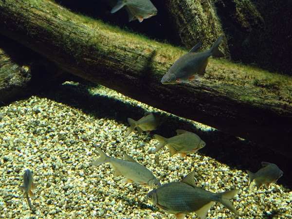 White bream (Blicca bjoerkna)