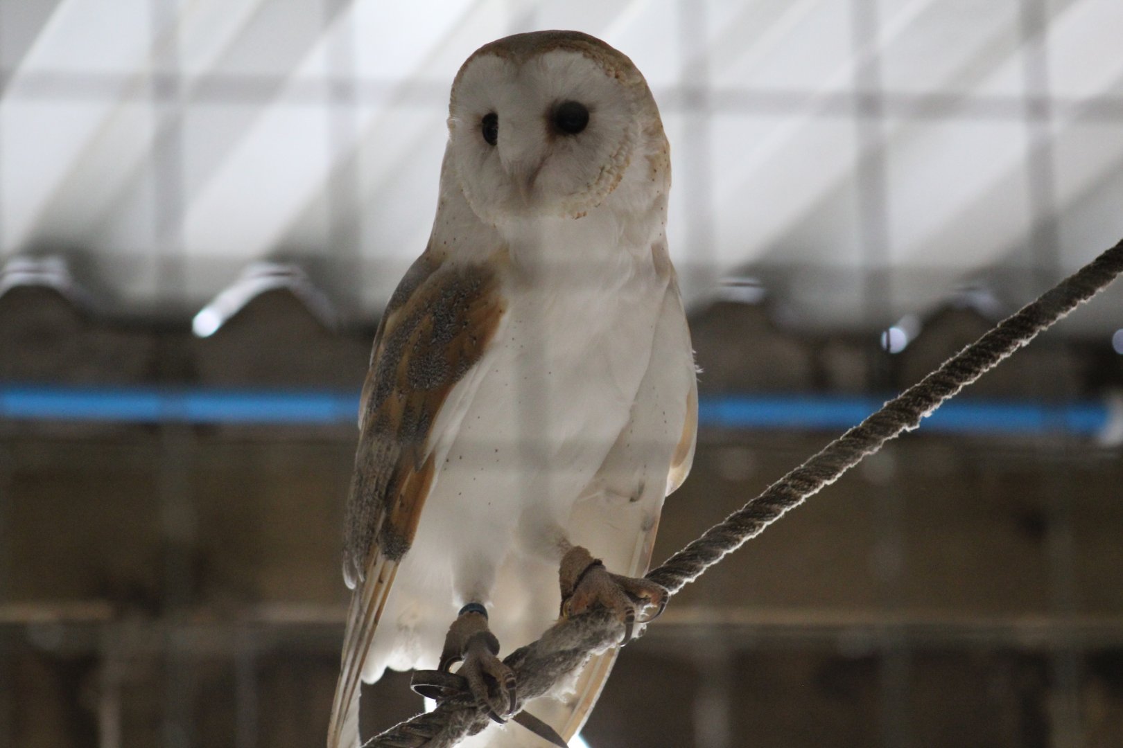 White-Breasted Barn Owl