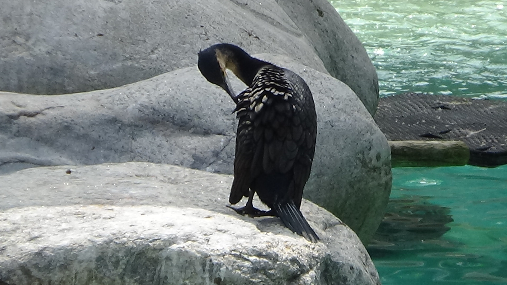 White-breasted comorant