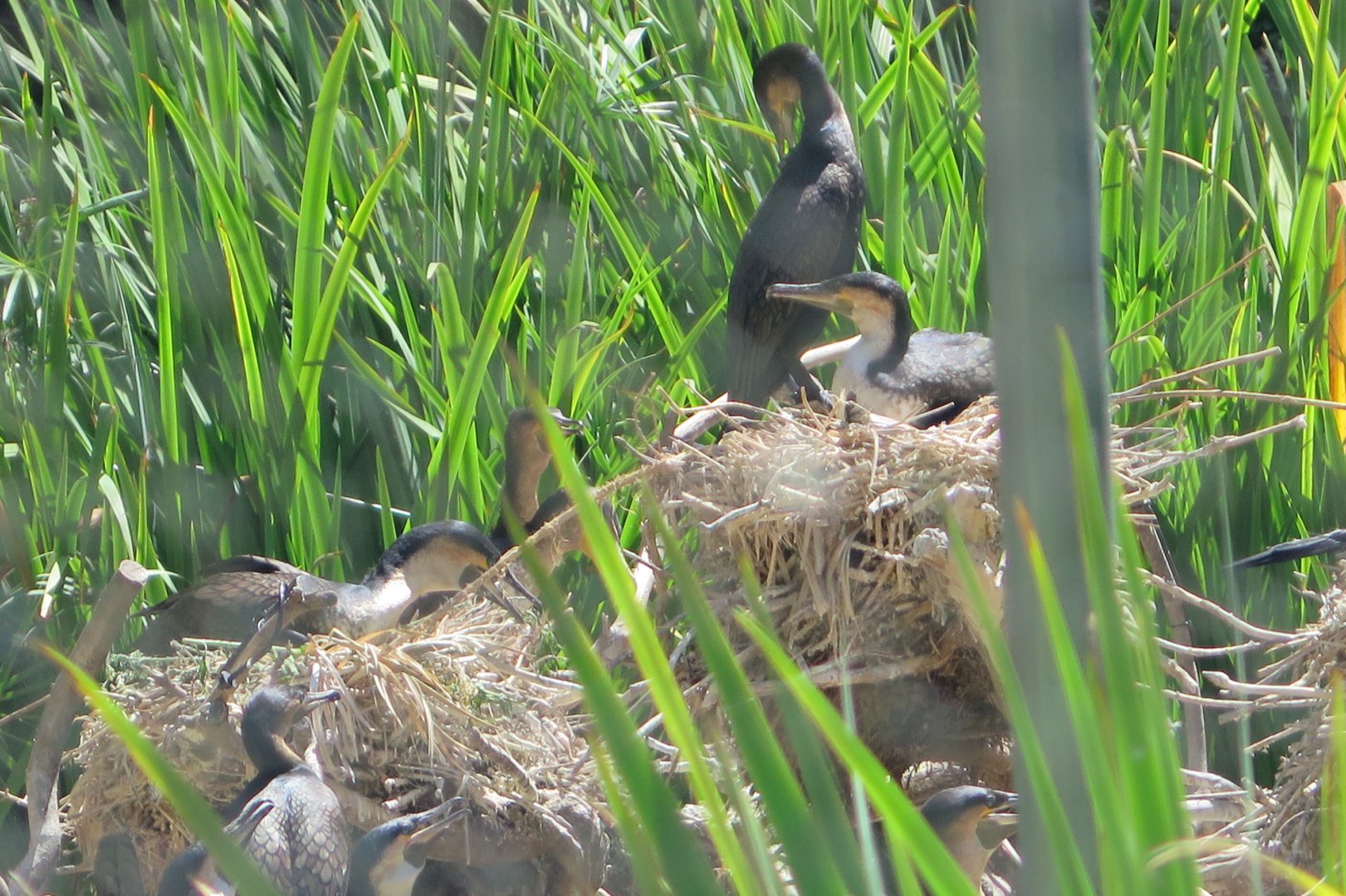 White Breasted Cormorant (8/23/2024)