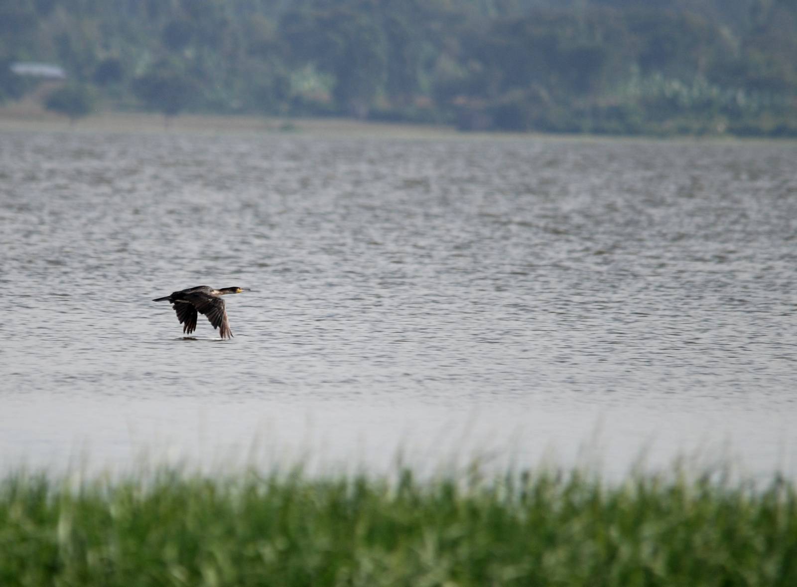 White-breasted Cormorant at Hawassa, 16/10/14