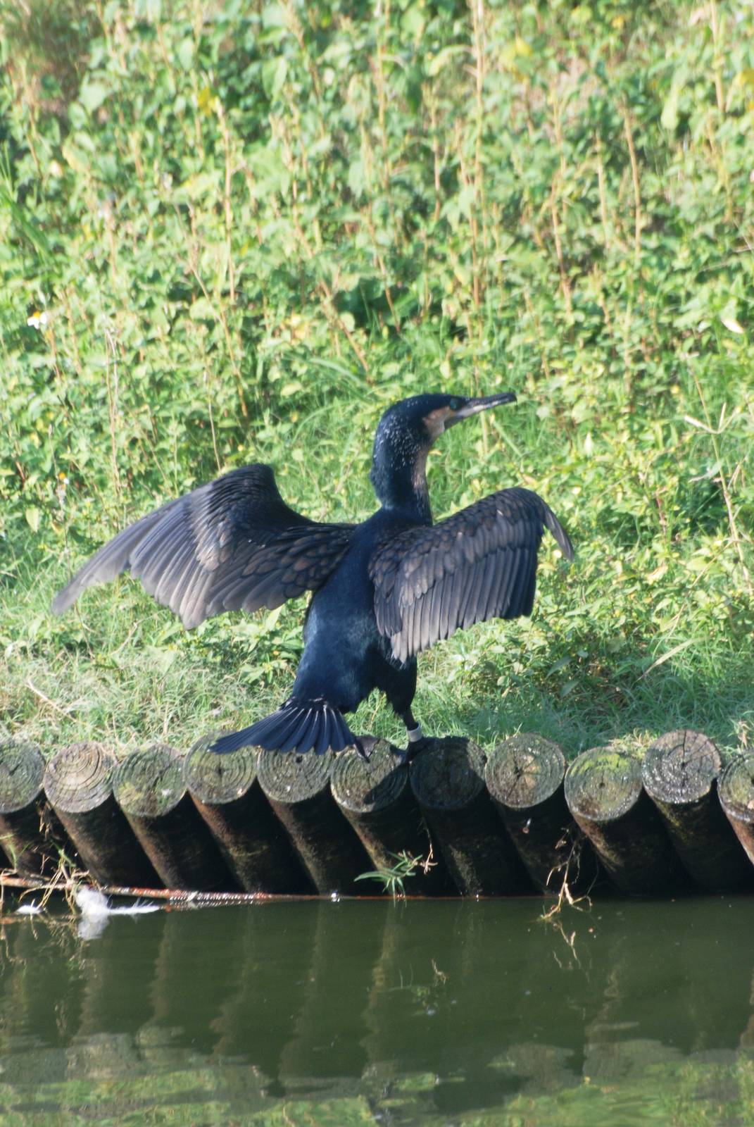 White-breasted Cormorant at Lowry Park, 13/10/13