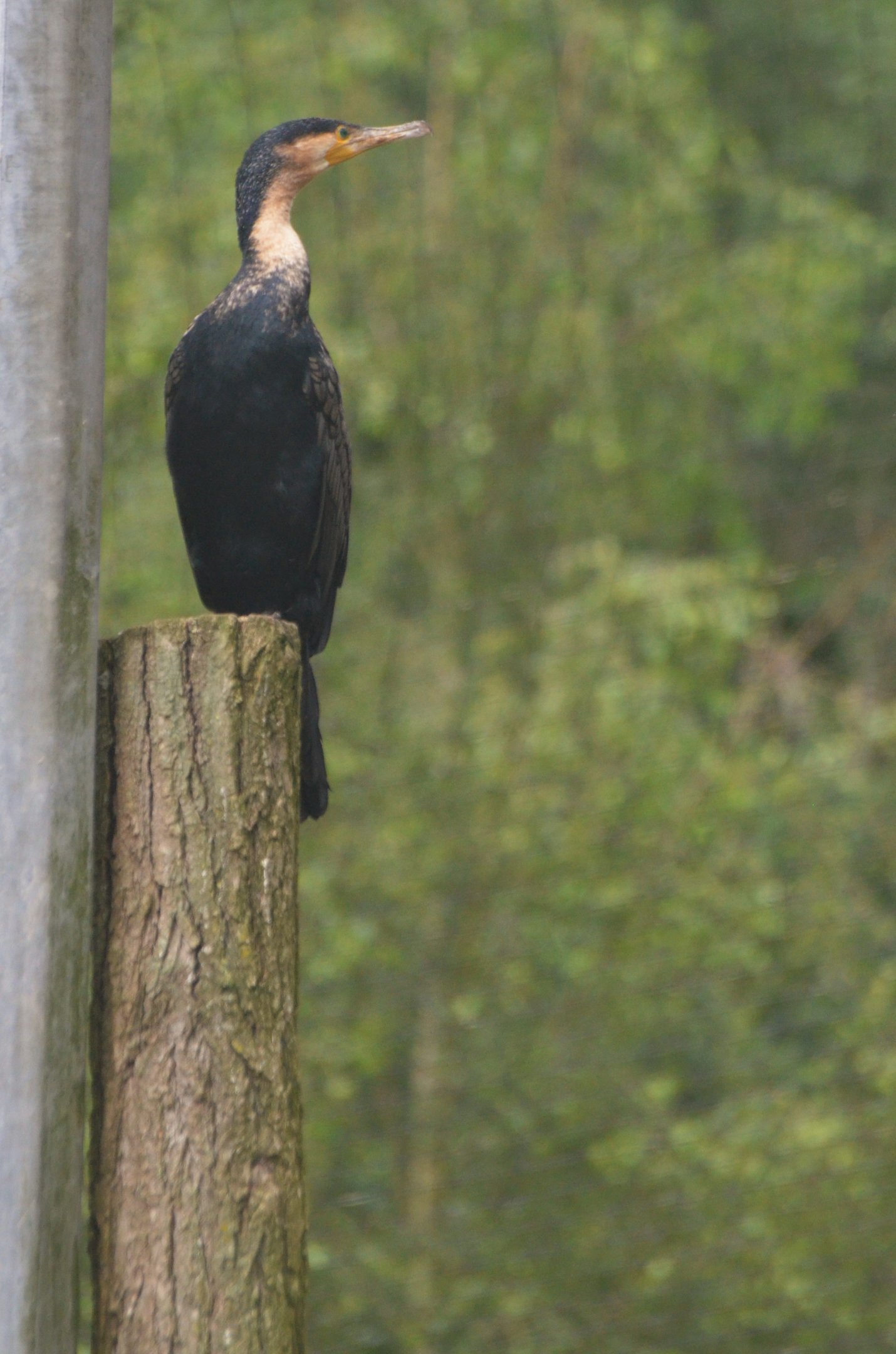 White-breasted Cormorant at Spaycific'Zoo, 13/06/18