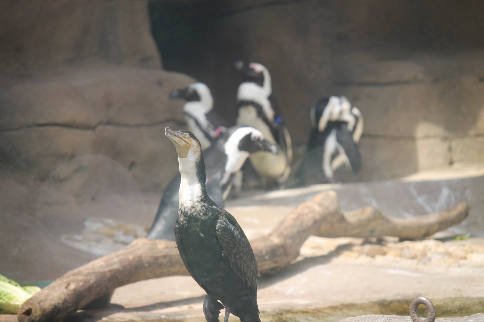 White-breasted cormorant in front of African Penguins