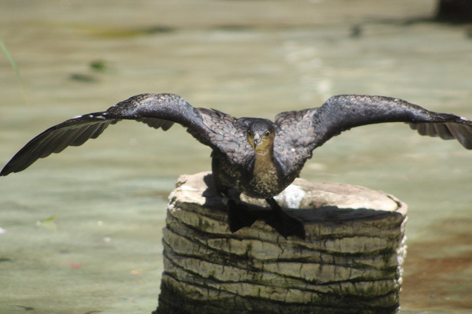 White-Breasted Cormorant (P. c. lucidus)