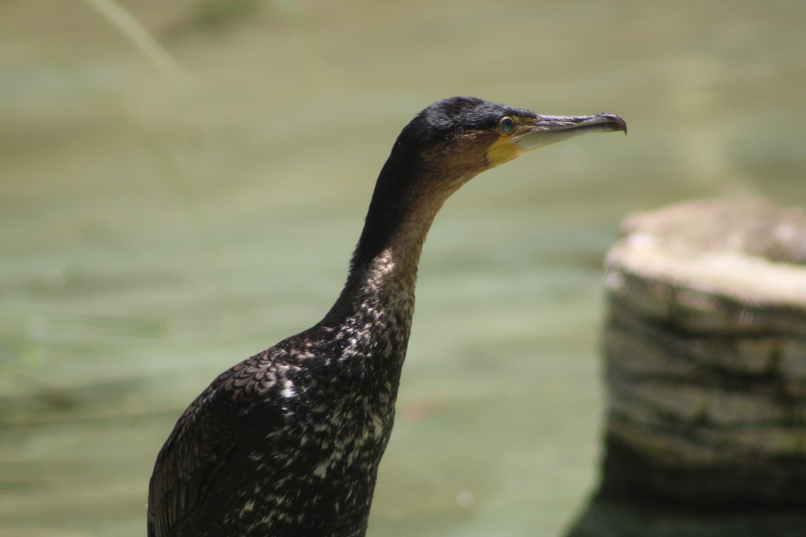 White-Breasted Cormorant (P. c. lucidus)
