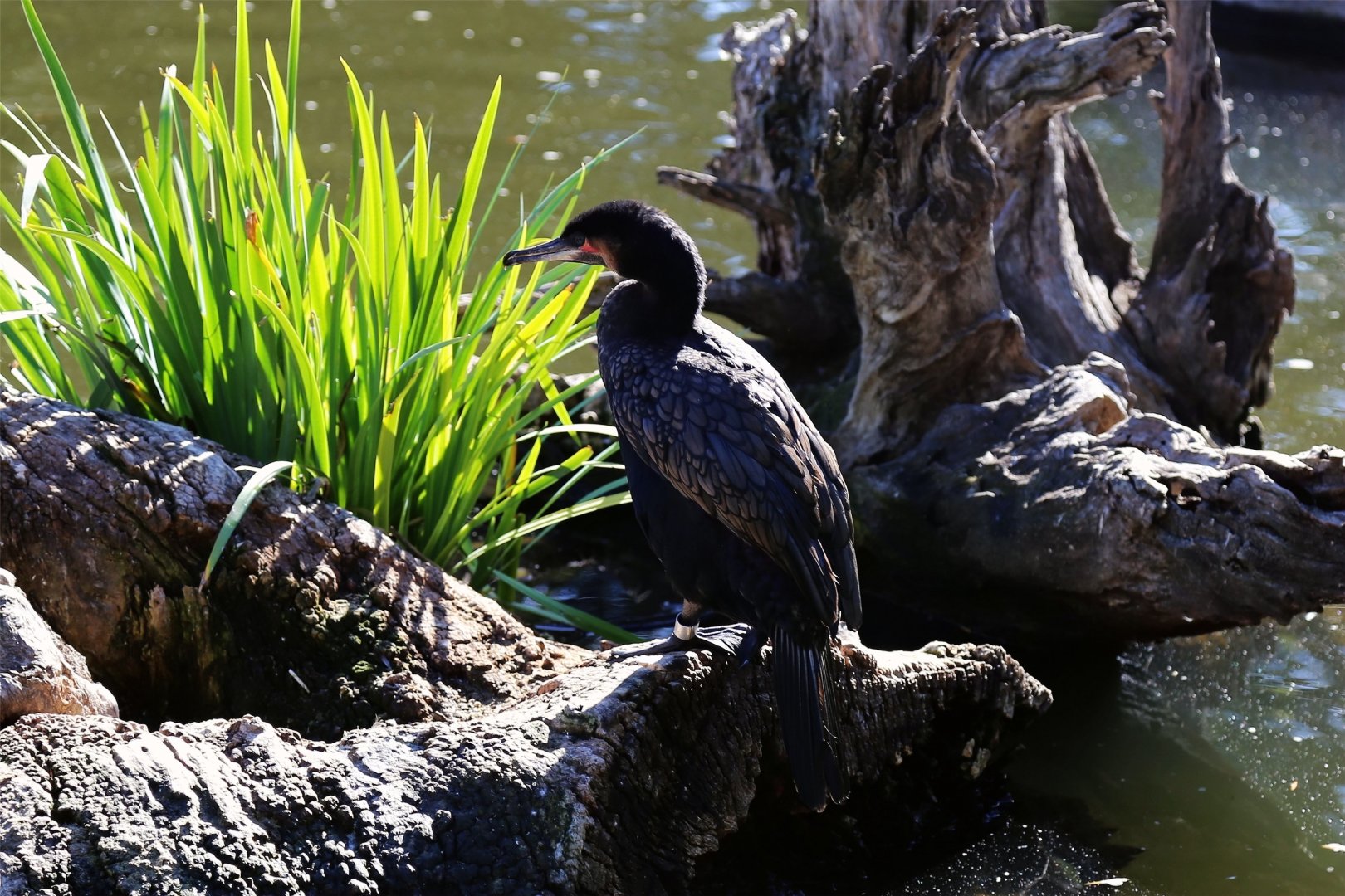 White-breasted Cormorant (Phalacrocorax lucidus)