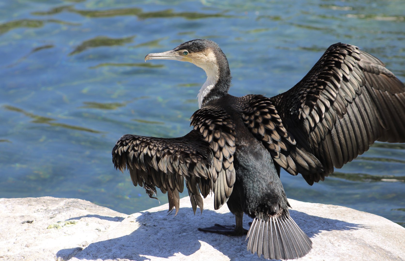 White-Breasted Cormorant (Phalacrocorax lucidus)
