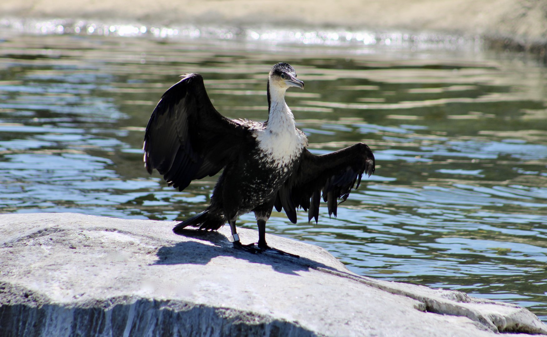 White-Breasted Cormorant (Phalacrocorax lucidus)