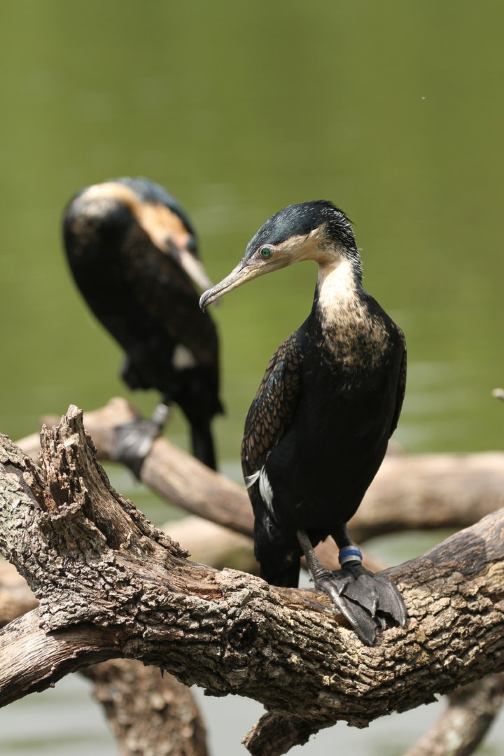 White-breasted cormorant (Phalacrocorax lucidus)