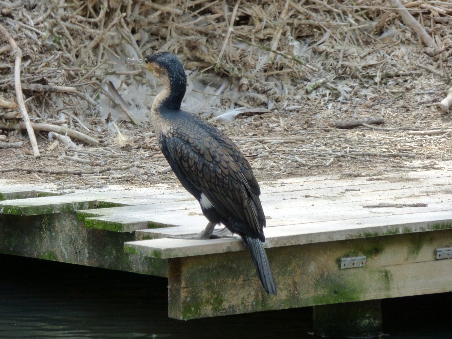 White-breasted cormorant (Phalacrocorax lucidus)