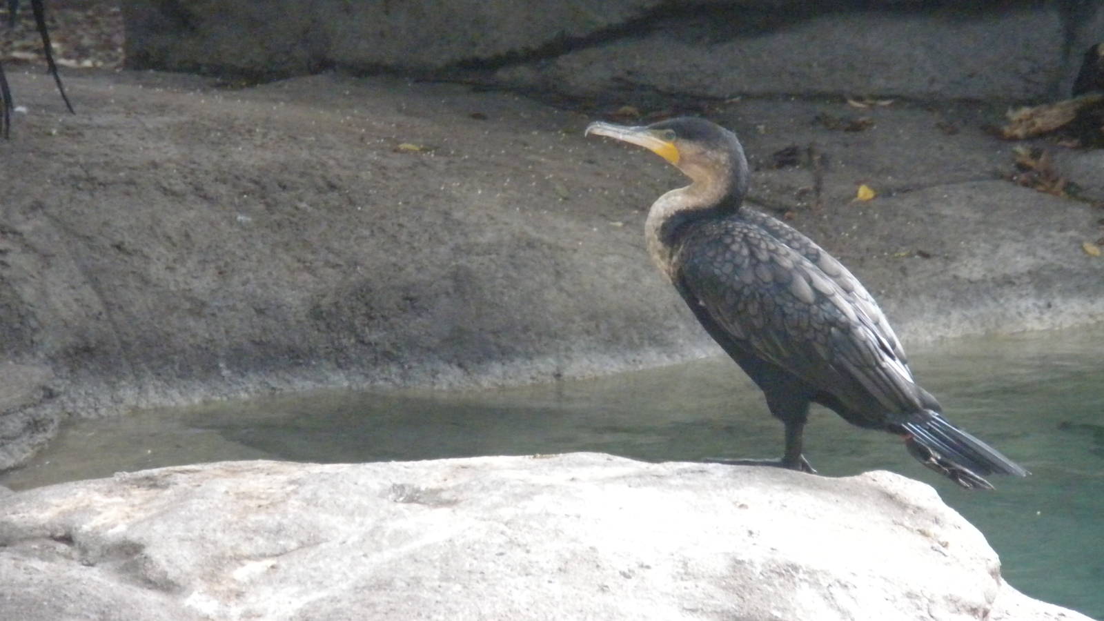 White Breasted Cormorant