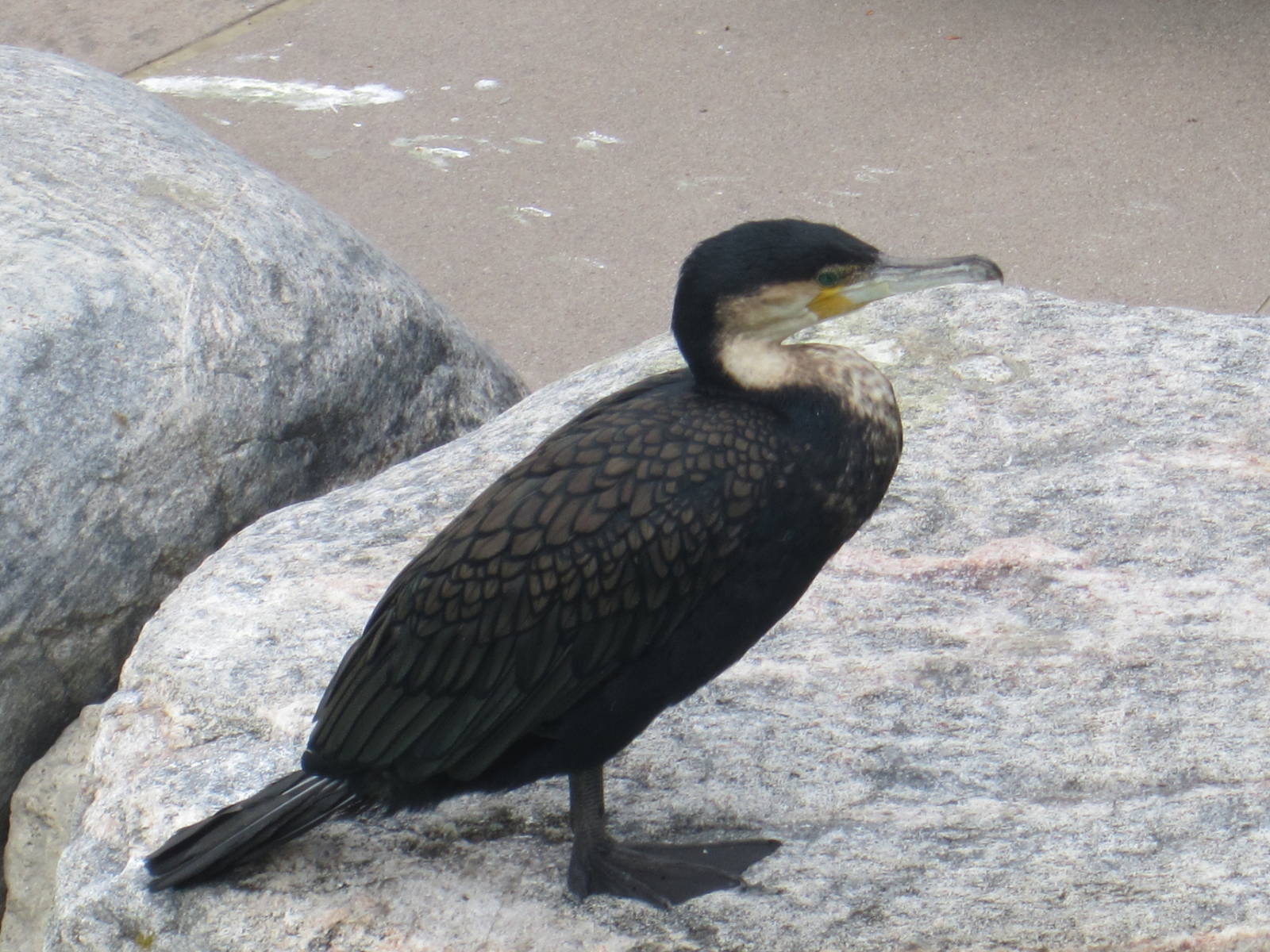 White Breasted Cormorant