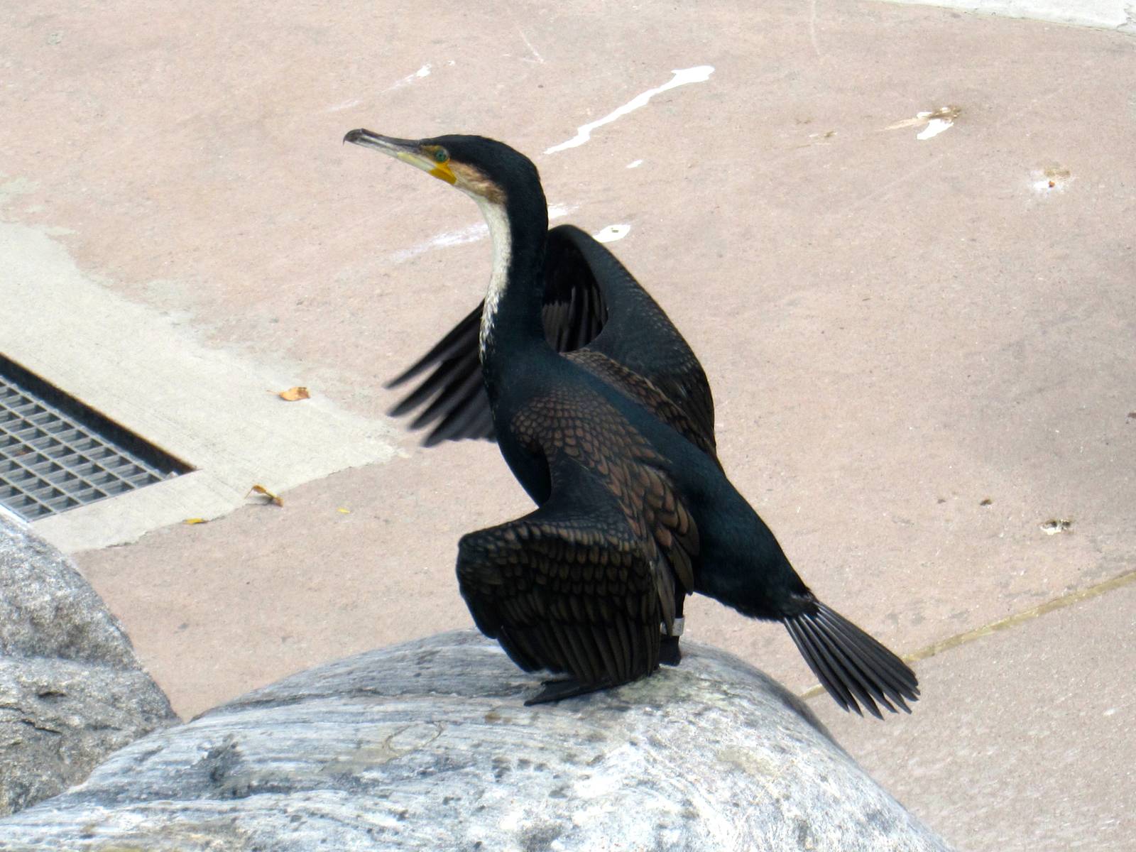 White Breasted Cormorant