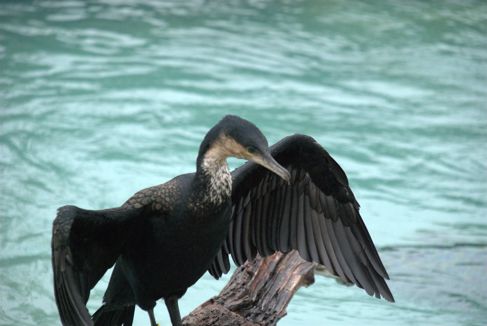 White-breasted Cormorant