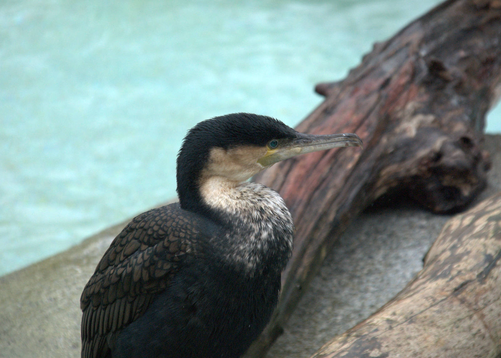White-breasted Cormorant