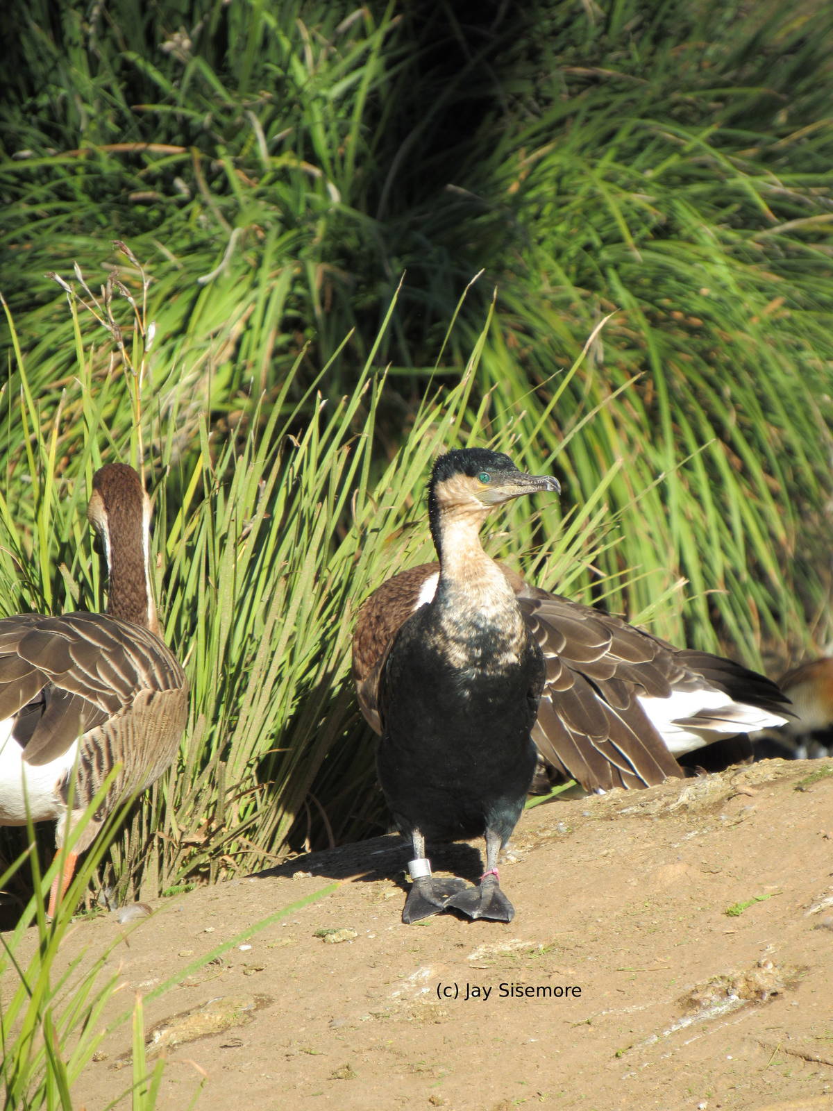 White-Breasted Cormorant