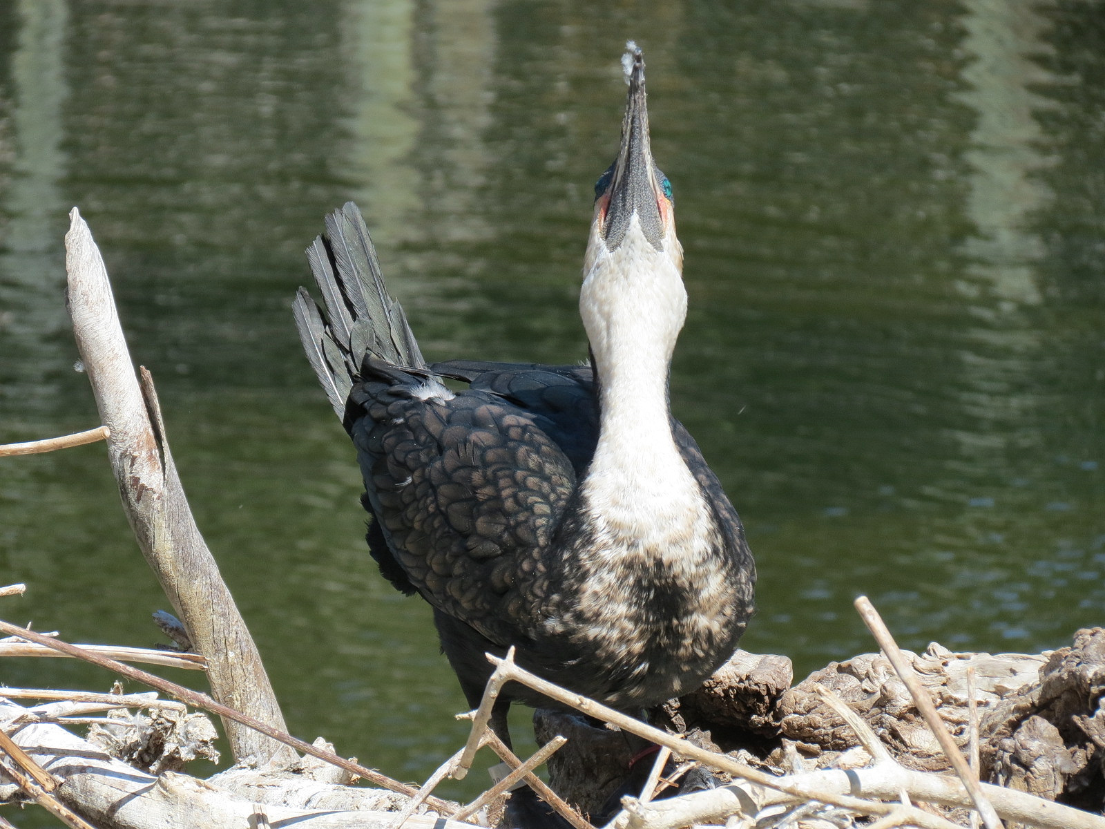 White-breasted Cormorant