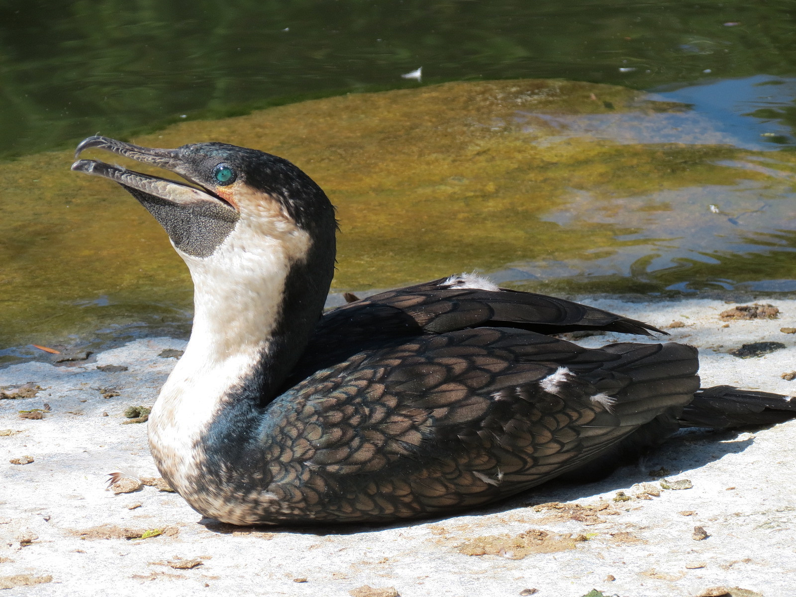 White-breasted Cormorant