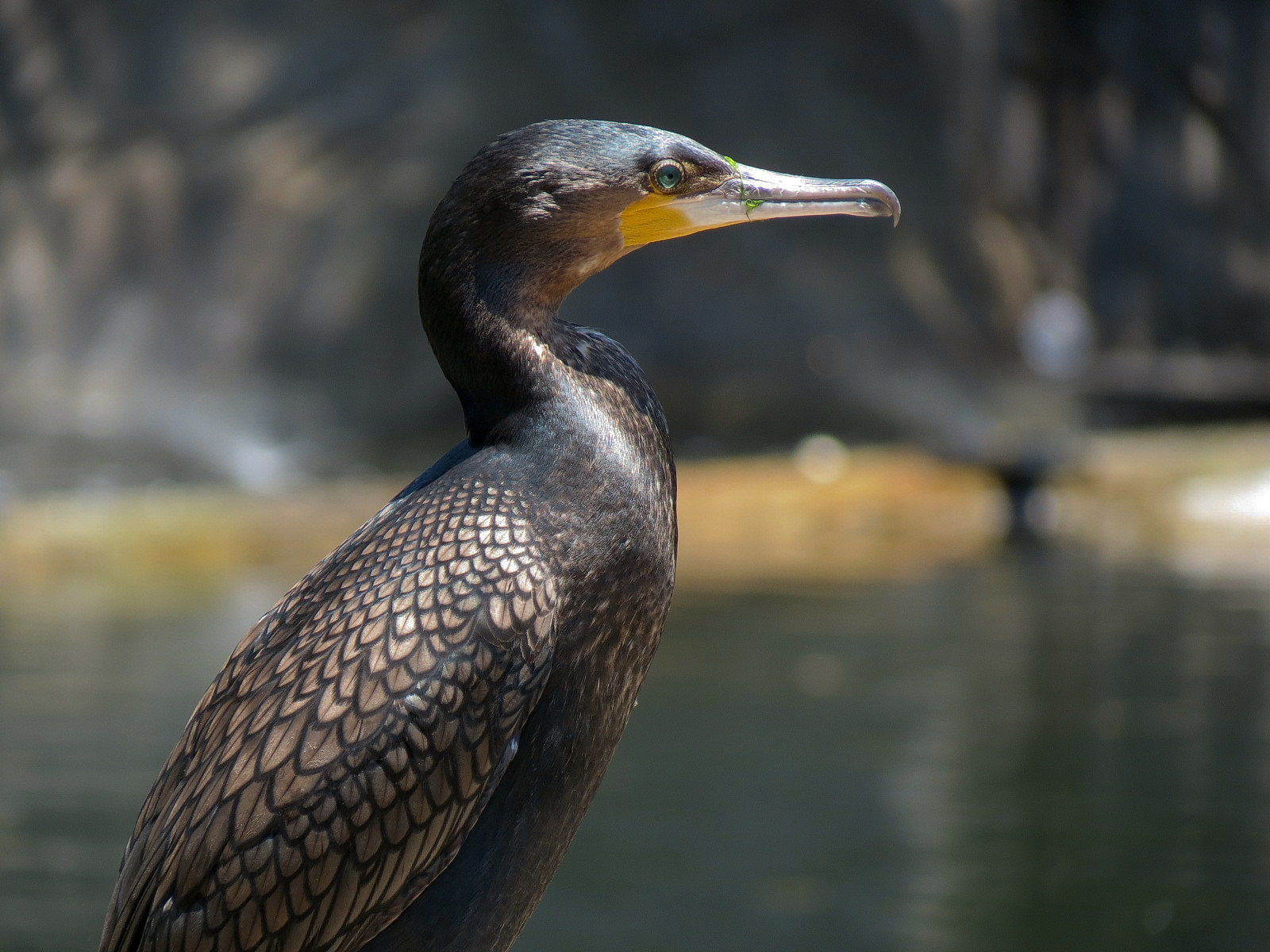 White-breasted Cormorant