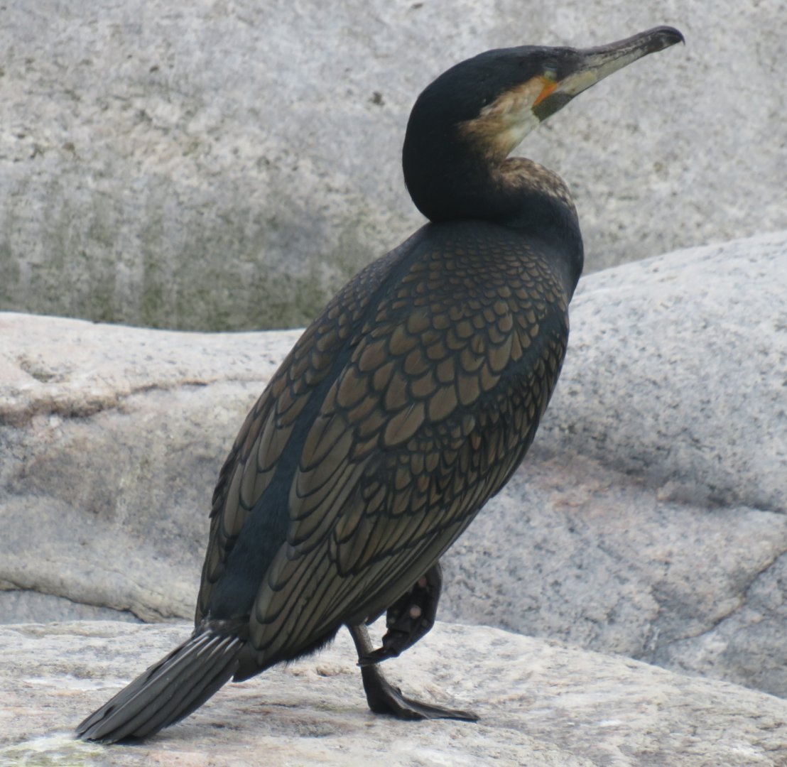 White-breasted cormorant