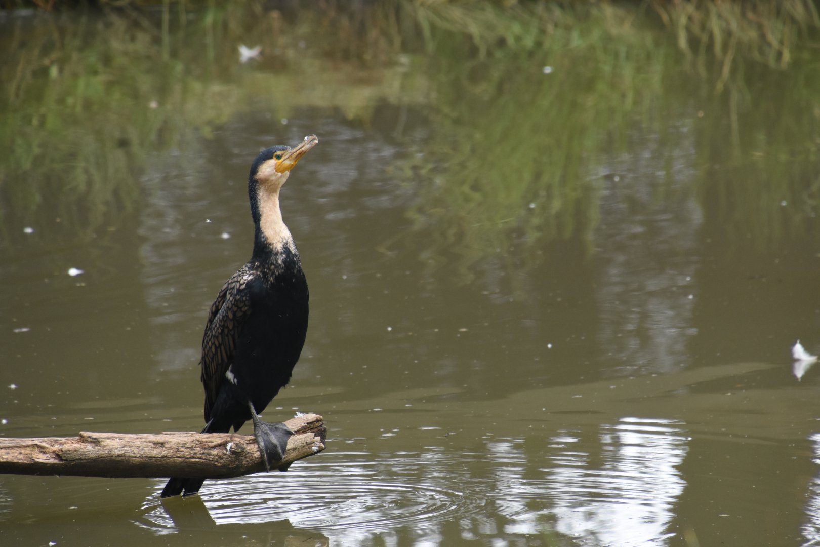 White-breasted Cormorant