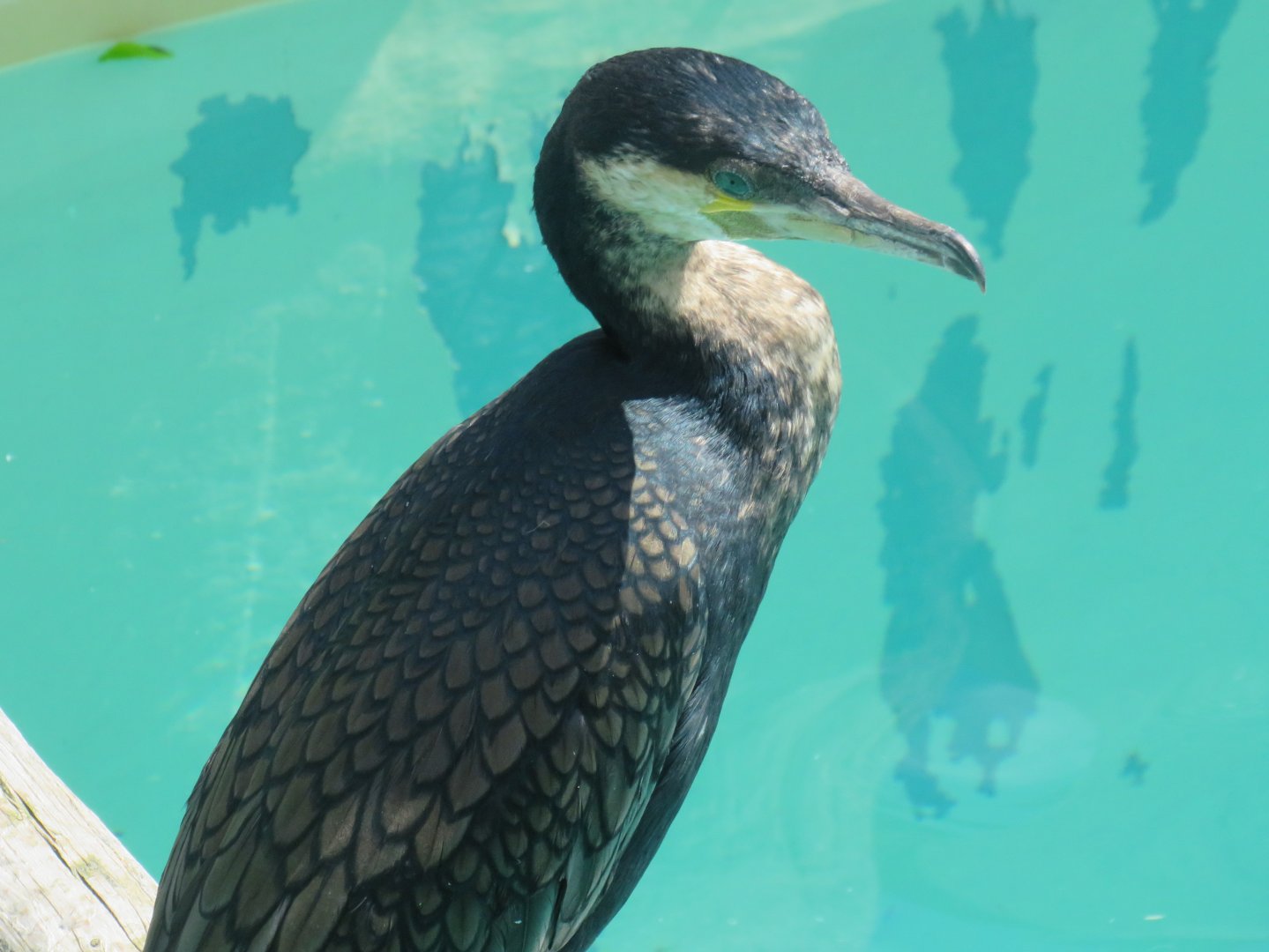 White-breasted cormorant