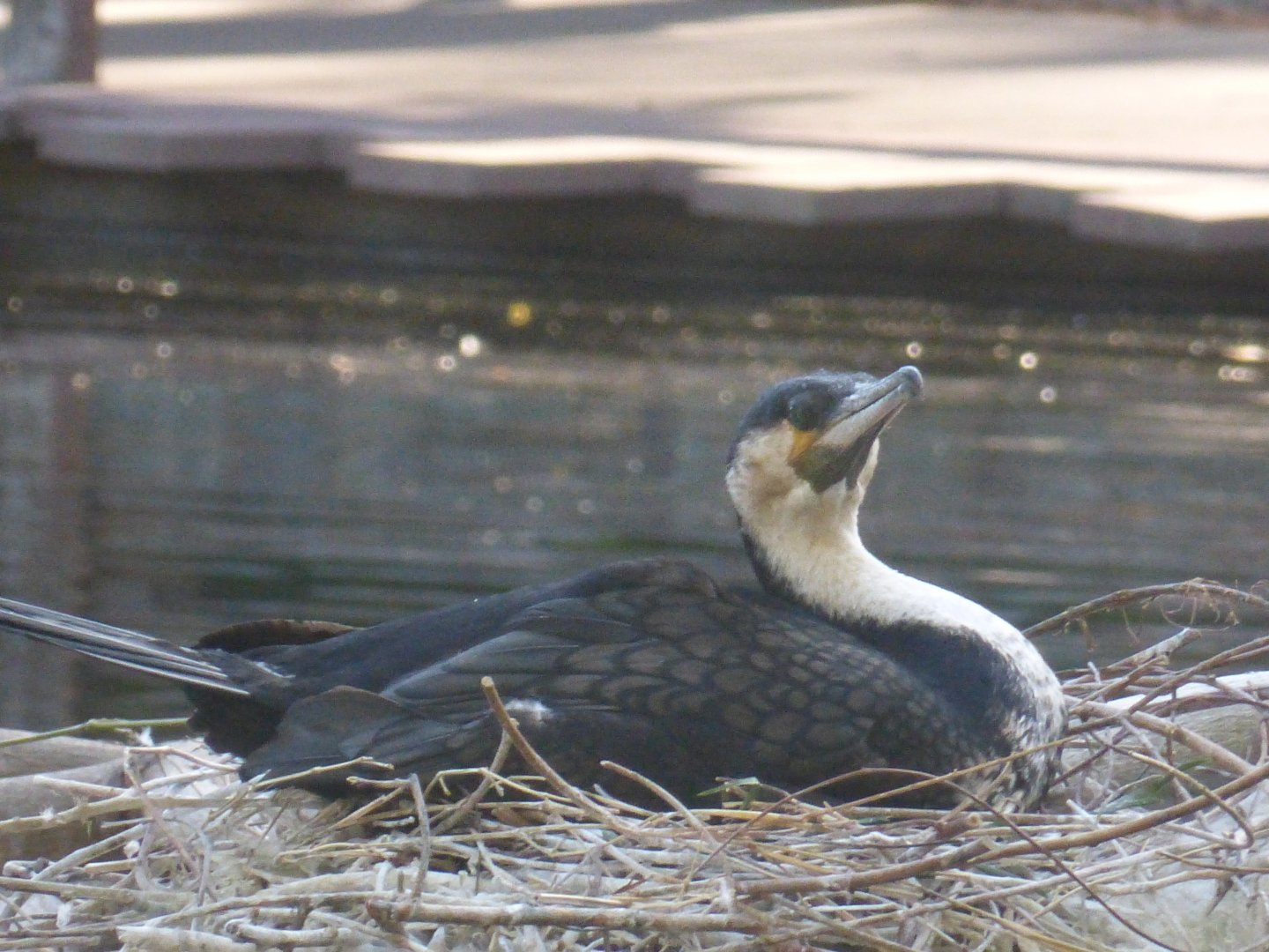 White breasted cormorant