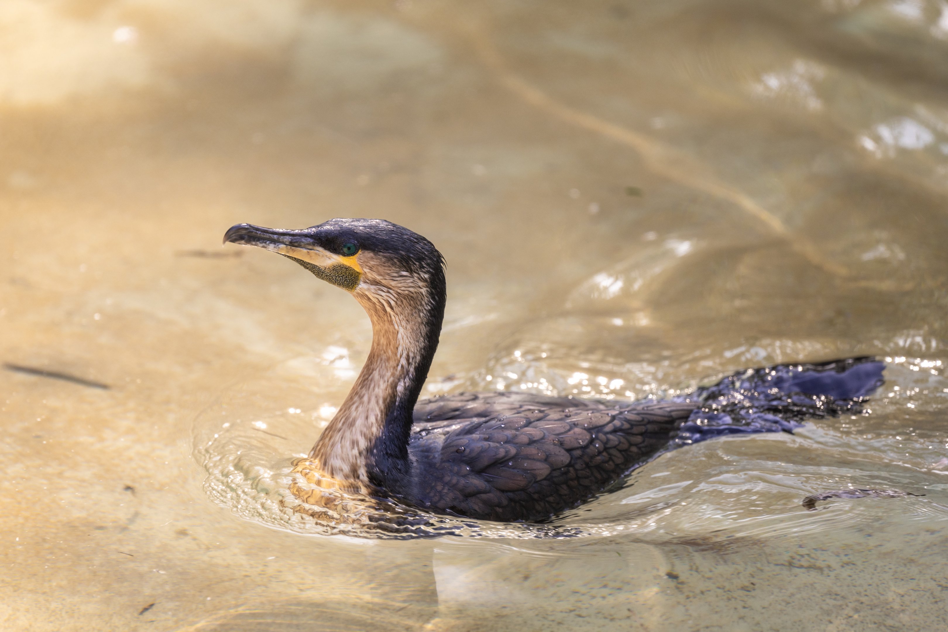 White Breasted Cormorant