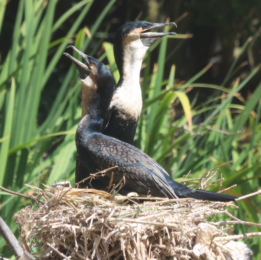 White-breasted Cormorant