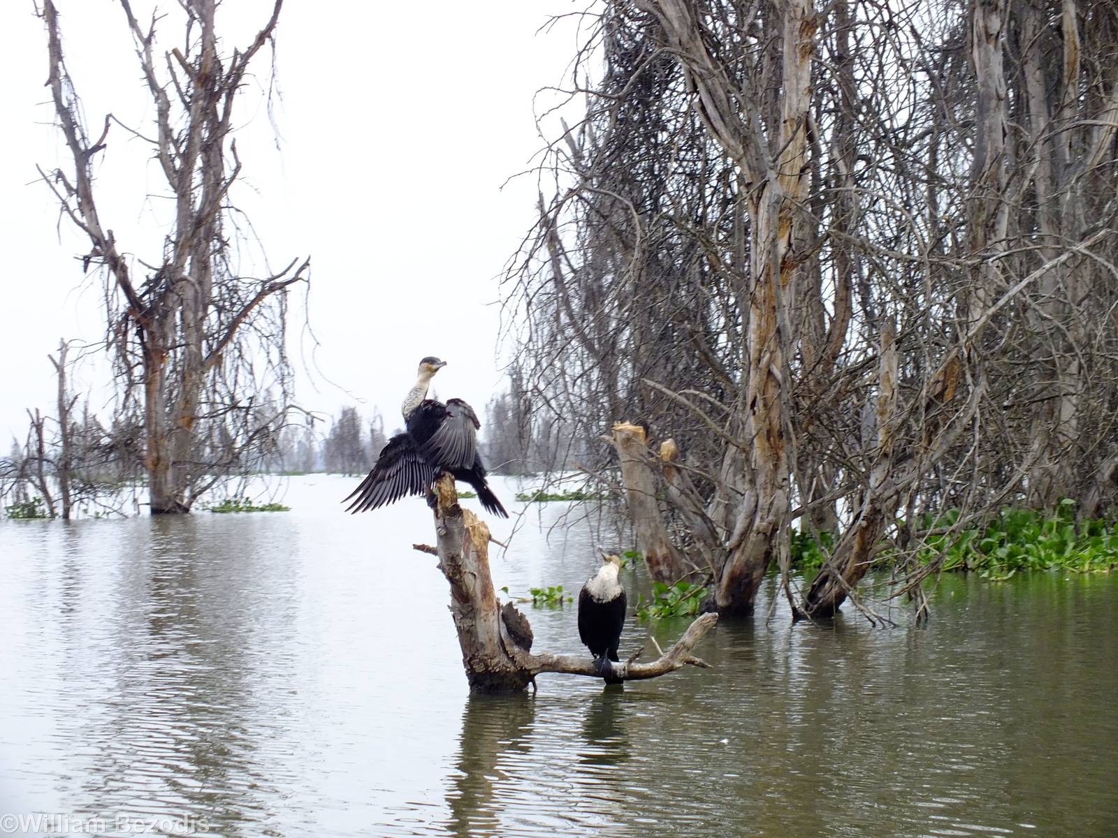 White-breasted Cormorants - Lake Naivasha