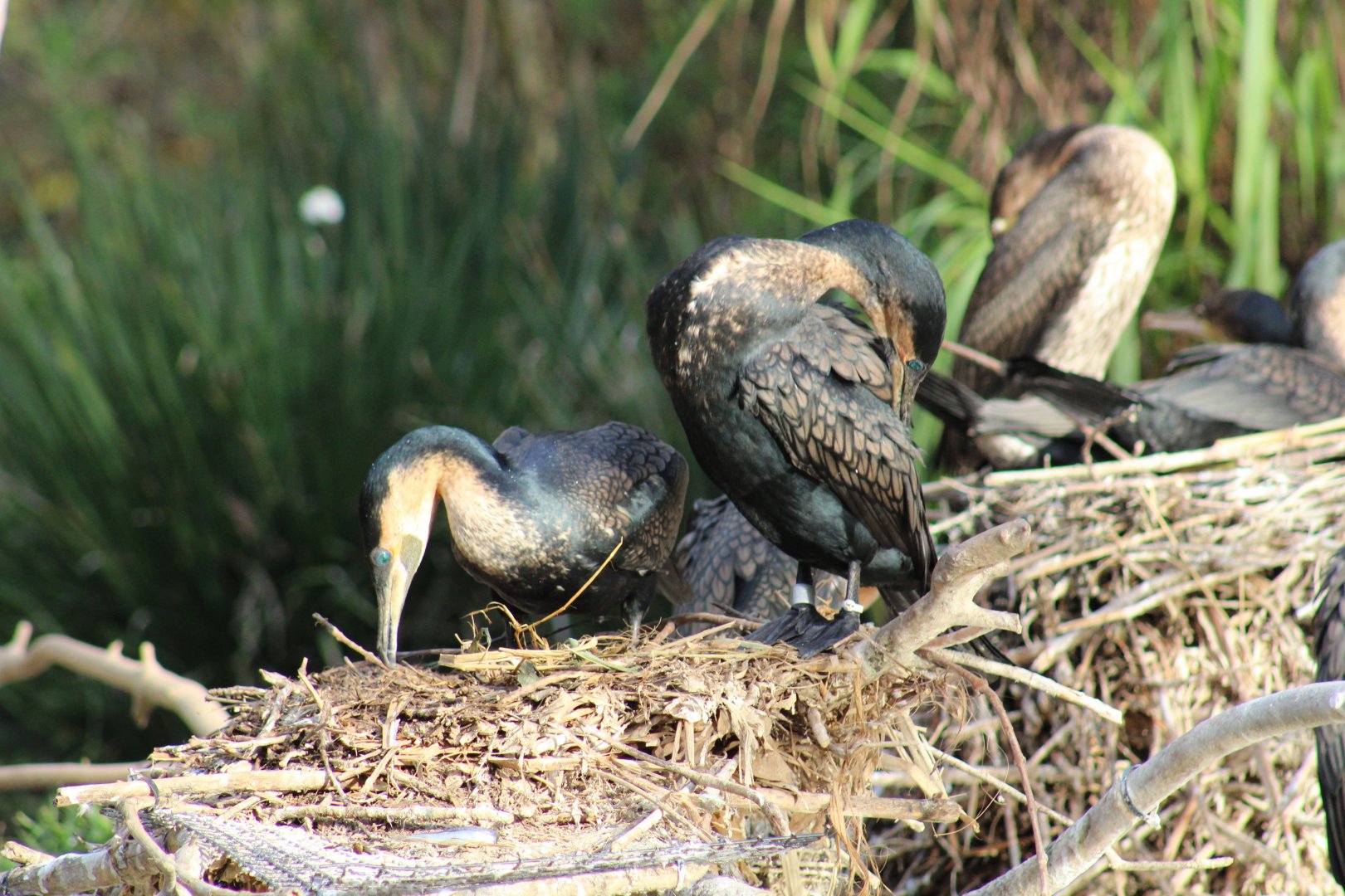 White-Breasted Cormorants