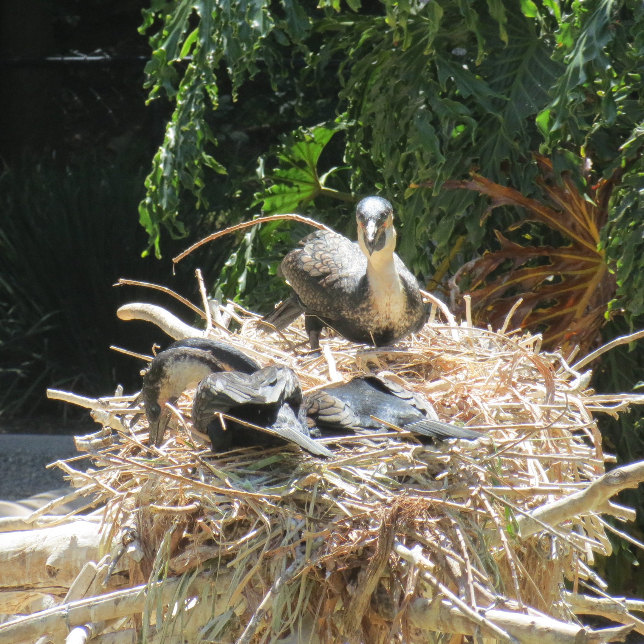 White Breasted Cormorants