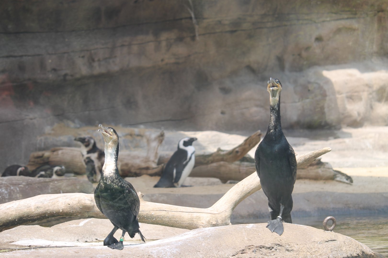 White breasted cormorants