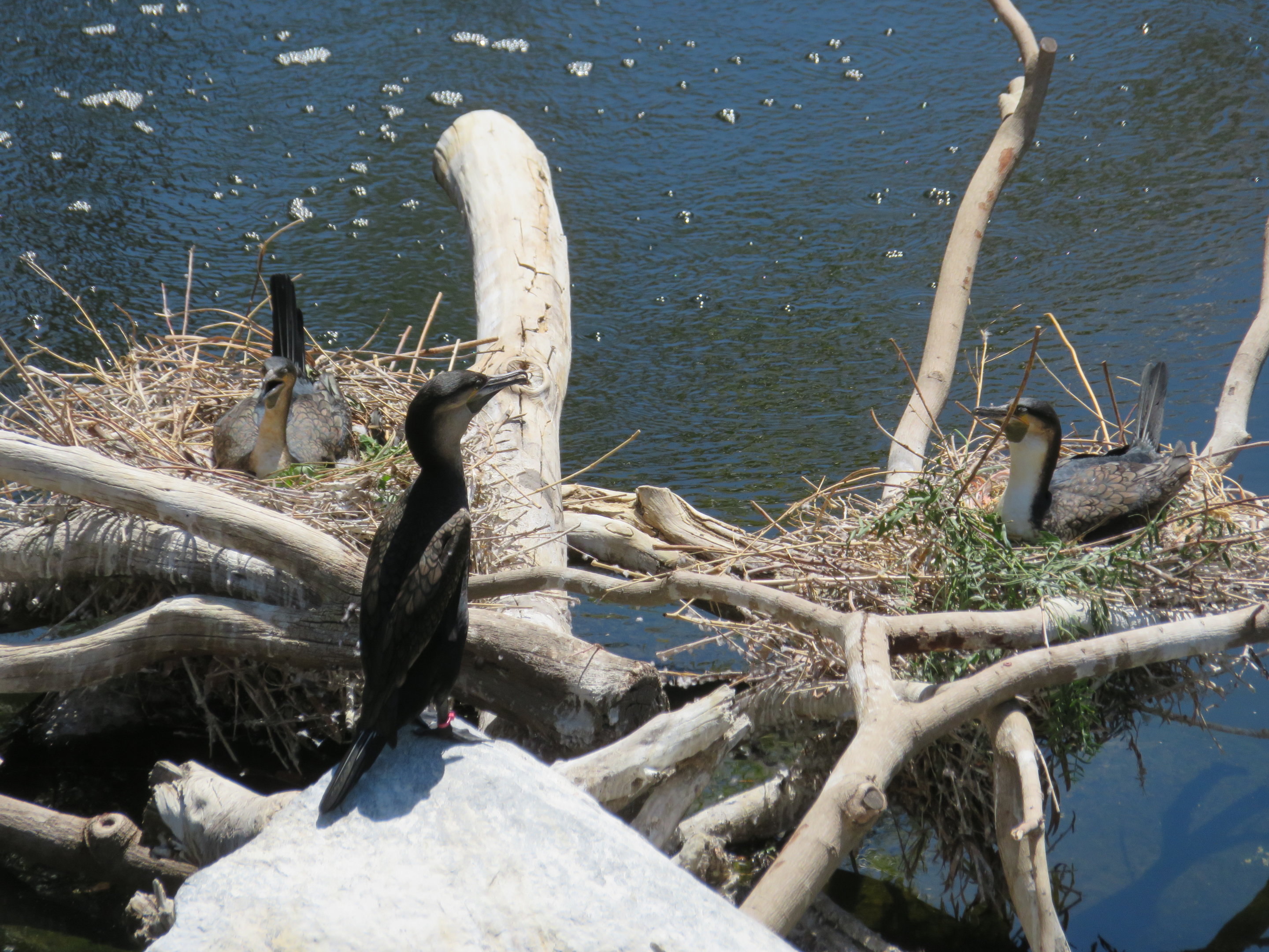 White-breasted Cormorants