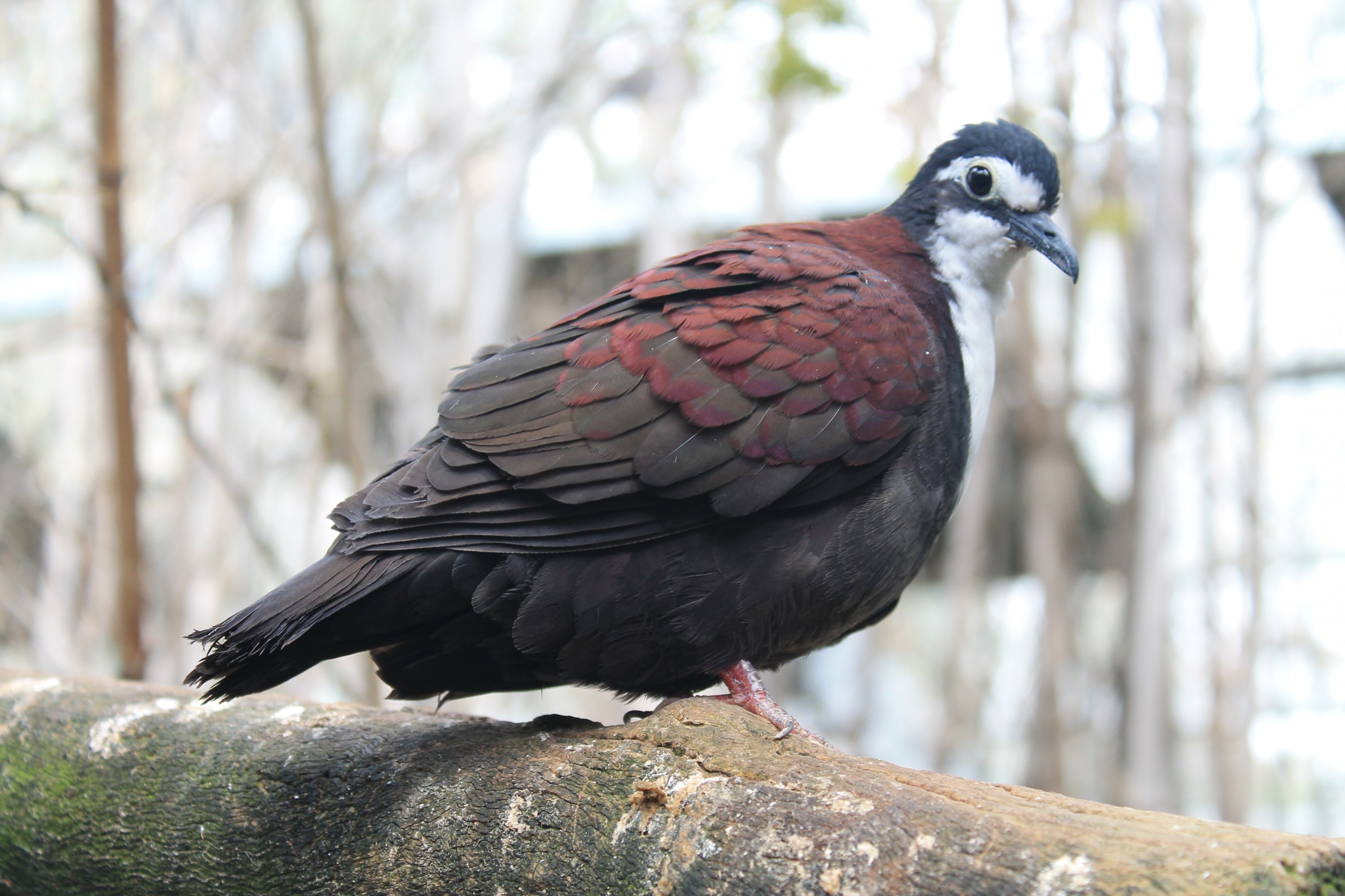 White-breasted Ground Dove (Pampusana jobiensis)