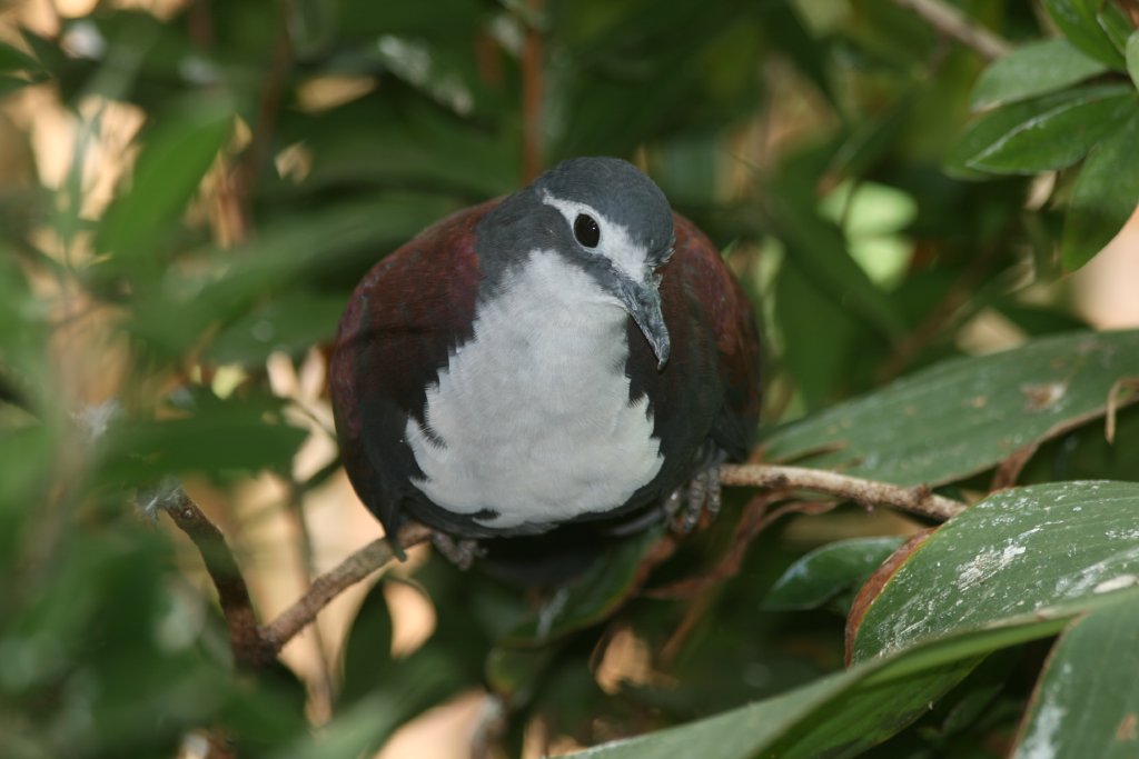 White-breasted Ground Dove