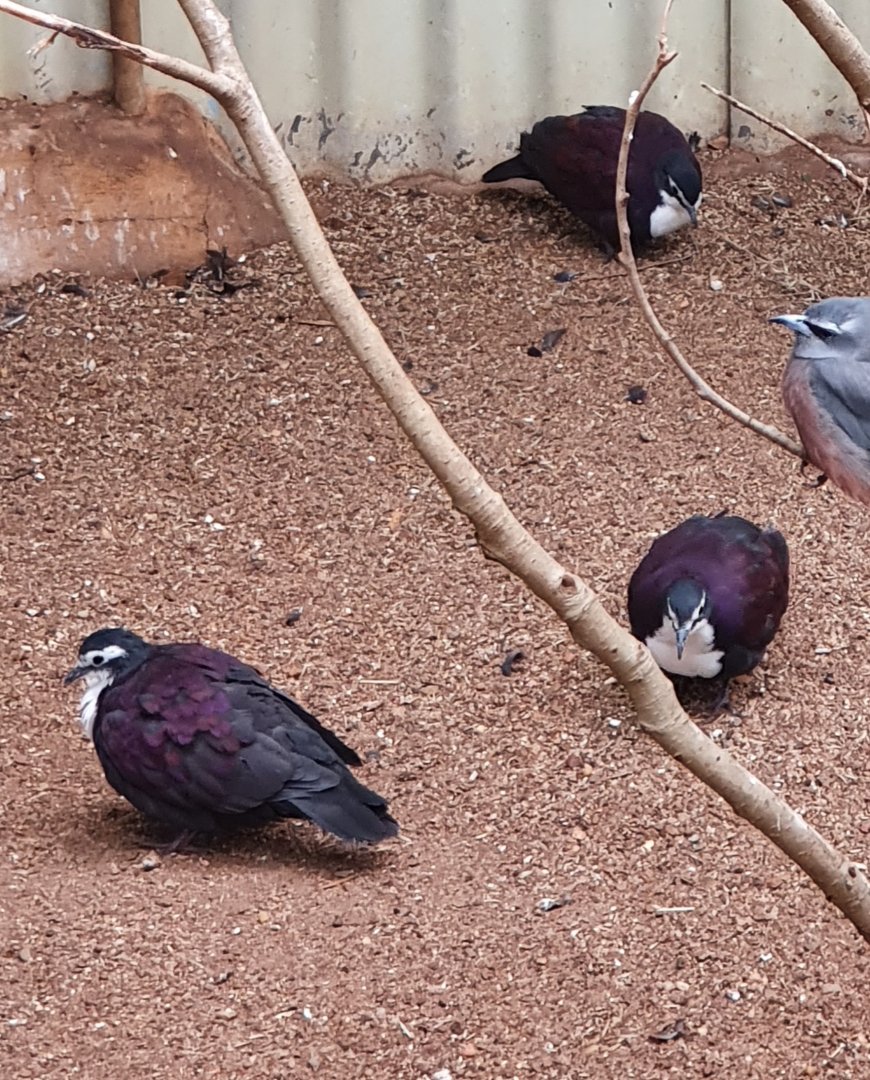 White-breasted Ground Dove