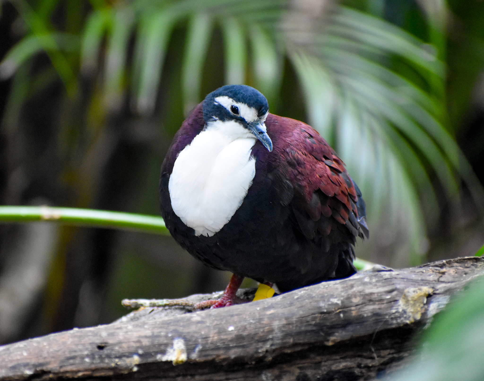 White-breasted Ground-Dove